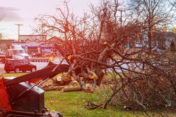 Best Hedge Trimming  in South Chicago Heights, IL