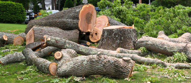 How Our Tree Care Process Works  in  South Chicago Heights, IL