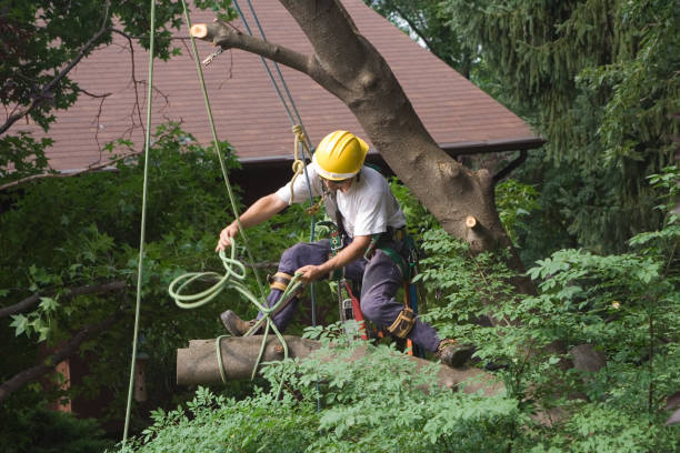 Trusted South Chicago Heights, IL Tree Services Experts